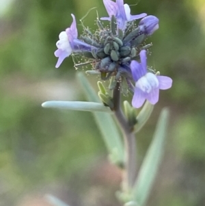 Linaria arvensis at Ainslie, ACT - 17 Oct 2021 06:00 PM