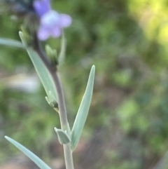 Linaria arvensis at Ainslie, ACT - 17 Oct 2021