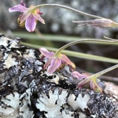 Arthropodium minus (Small Vanilla Lily) at Mount Ainslie - 17 Oct 2021 by JaneR