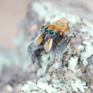 Maratus plumosus at Cavan, NSW - 17 Oct 2021 11:29 AM