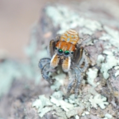 Maratus plumosus at Cavan, NSW - 17 Oct 2021 11:29 AM