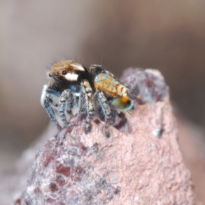 Maratus plumosus at Cavan, NSW - 17 Oct 2021