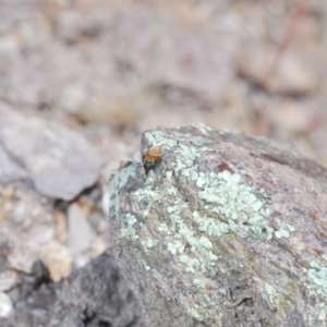 Maratus plumosus at Cavan, NSW - 17 Oct 2021 11:29 AM