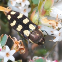 Castiarina decemmaculata (Ten-spot Jewel Beetle) at Cavan, NSW - 17 Oct 2021 by Harrisi