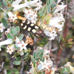 Castiarina decemmaculata at Cavan, NSW - 17 Oct 2021