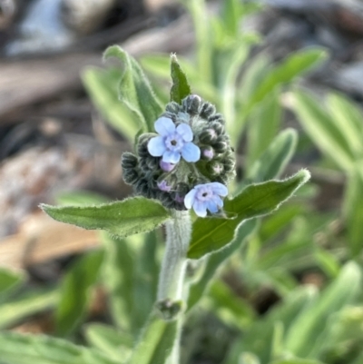 Cynoglossum australe (Australian Forget-me-not) at Ainslie, ACT - 15 Oct 2021 by JaneR