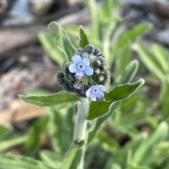 Cynoglossum australe (Australian Forget-me-not) at Ainslie, ACT - 15 Oct 2021 by JaneR