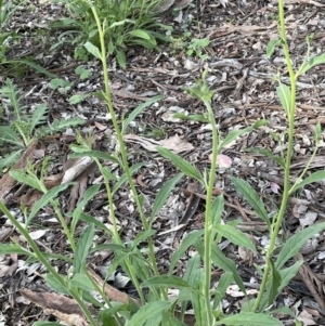 Cynoglossum australe at Ainslie, ACT - 15 Oct 2021