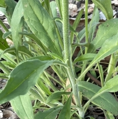 Cynoglossum australe at Ainslie, ACT - 15 Oct 2021