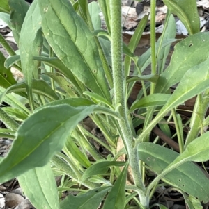 Cynoglossum australe at Ainslie, ACT - 15 Oct 2021