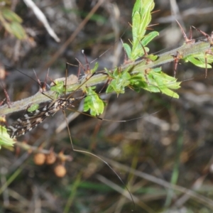 Ischnotoma (Ischnotoma) eburnea at Cavan, NSW - 17 Oct 2021