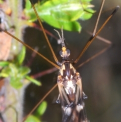 Ischnotoma (Ischnotoma) eburnea at Cavan, NSW - 17 Oct 2021