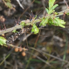 Ischnotoma (Ischnotoma) eburnea at Cavan, NSW - 17 Oct 2021