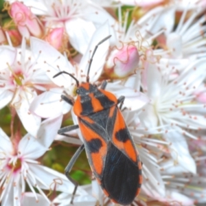 Spilostethus pacificus at Cavan, NSW - 17 Oct 2021