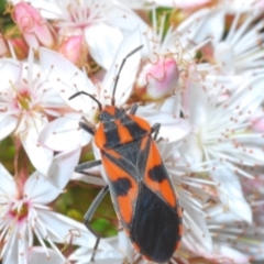 Spilostethus pacificus (Milkweed bug) at Cavan, NSW - 17 Oct 2021 by Harrisi