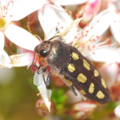 Castiarina parallela (A Jewel Beetle) at Cavan, NSW - 17 Oct 2021 by Harrisi