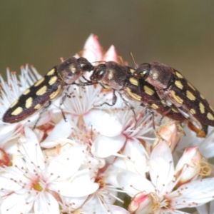 Castiarina parallela at Cavan, NSW - 17 Oct 2021