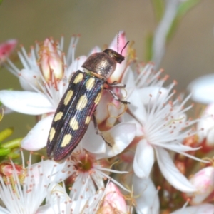 Castiarina parallela at Cavan, NSW - 17 Oct 2021