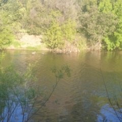 Cygnus atratus (Black Swan) at Karabar, NSW - 17 Oct 2021 by Swanwatcher28