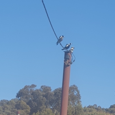 Dacelo novaeguineae (Laughing Kookaburra) at Queanbeyan East, NSW - 17 Oct 2021 by Swanwatcher_28