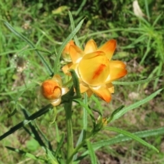 Xerochrysum viscosum at Pialligo, ACT - 17 Oct 2021