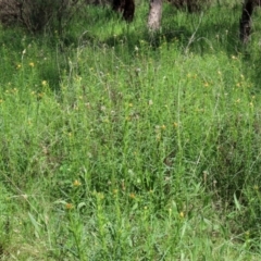 Xerochrysum viscosum at Pialligo, ACT - 17 Oct 2021