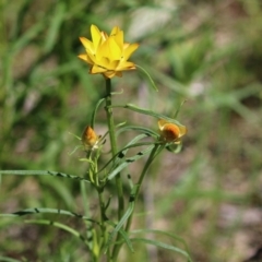 Xerochrysum viscosum at Pialligo, ACT - 17 Oct 2021