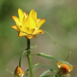 Xerochrysum viscosum at Pialligo, ACT - 17 Oct 2021