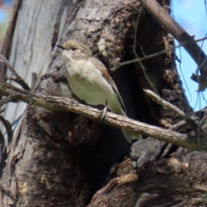 Pachycephala pectoralis at Pialligo, ACT - 17 Oct 2021