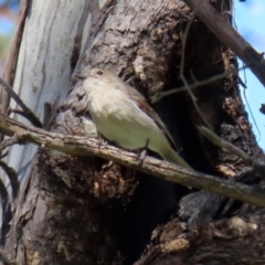 Pachycephala pectoralis at Pialligo, ACT - 17 Oct 2021