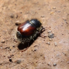 Liparetrus sp. (genus) (Chafer beetle) at Pialligo, ACT - 17 Oct 2021 by RodDeb