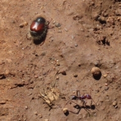 Liparetrus sp. (genus) at Pialligo, ACT - 17 Oct 2021