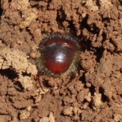 Liparetrus sp. (genus) at Pialligo, ACT - 17 Oct 2021