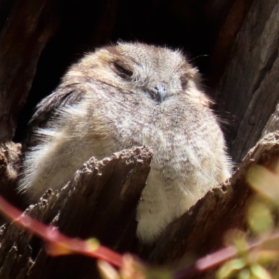 Aegotheles cristatus (Australian Owlet-nightjar) at Campbell Park Woodland - 17 Oct 2021 by RodDeb