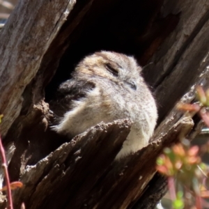 Aegotheles cristatus at Pialligo, ACT - 17 Oct 2021 02:04 PM