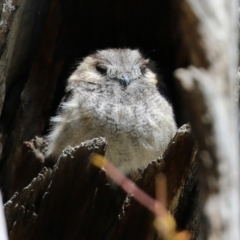 Aegotheles cristatus at Pialligo, ACT - 17 Oct 2021 02:04 PM