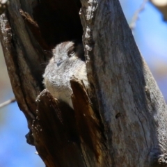 Aegotheles cristatus at Pialligo, ACT - 17 Oct 2021 02:04 PM