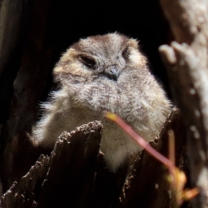 Aegotheles cristatus at Pialligo, ACT - 17 Oct 2021 02:04 PM