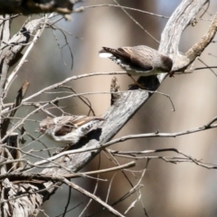 Daphoenositta chrysoptera (Varied Sittella) at Pialligo, ACT - 17 Oct 2021 by RodDeb