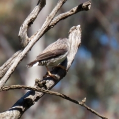 Daphoenositta chrysoptera at Pialligo, ACT - 17 Oct 2021