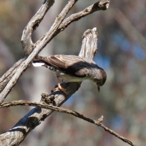 Daphoenositta chrysoptera at Pialligo, ACT - 17 Oct 2021