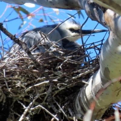 Egretta novaehollandiae (White-faced Heron) at Pialligo, ACT - 17 Oct 2021 by RodDeb