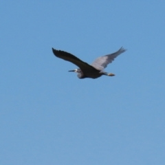 Egretta novaehollandiae at Pialligo, ACT - 17 Oct 2021 02:31 PM