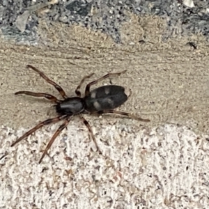 Lampona sp. (genus) at Pialligo, ACT - 18 Oct 2021 06:22 AM