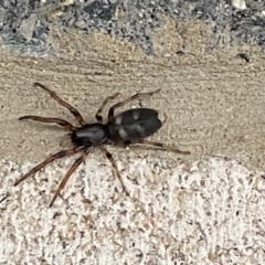 Lampona sp. (genus) (White-tailed spider) at Pialligo, ACT - 17 Oct 2021 by Ozflyfisher