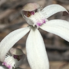 Caladenia ustulata (Brown Caps) at Lower Boro, NSW - 16 Oct 2021 by mcleana