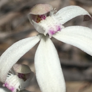 Caladenia ustulata at Lower Boro, NSW - suppressed