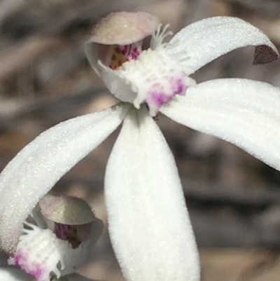 Caladenia ustulata (Brown Caps) at Lower Boro, NSW - 16 Oct 2021 by mcleana