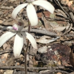 Caladenia ustulata at Lower Boro, NSW - 16 Oct 2021