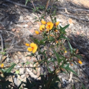 Podolobium ilicifolium at Lower Boro, NSW - 16 Oct 2021